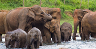 Pinnawala elephant orphanage